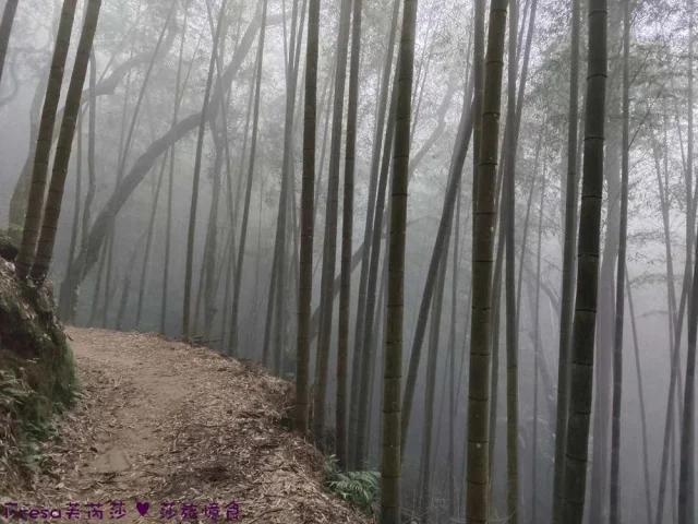 🔎【#植語食】
雲林景點大草嶺觀光圈，穹頂竹棚享用午餐.
整修完善的木馬古道👣享受大自然的森林浴.
同時認識野外求生植物和孟宗竹🌳福杉林相.
高聳雲霧竹林秘境，好像哪位神仙落入凡間.
充滿在地食材六宮格餐盒，非常飽足又營養.
親自烘咖啡豆用竹筒傳統烘法.
製成濾掛式咖啡配上獨家植繪.
滿滿紀念性咖啡包☕很有植物語言的旅行方式.
遠離都市放慢腳步深切感受大自然洗禮.
------------------------------------
⭐️粉絲團🔍Fresa's Time Machine 覓秘食。小旅行
⭐️部落格🔍Fresa芙芮莎♥莎旅憶食
⭐️IG搜尋🔍fresa_lu
------------------------------------
🏠植語食
🚲漫行草嶺避暑趣
------------------------------------
#莎妞旅行雲林.
#臺灣.#雲林餐廳.#雲林美食.#雲林.
#咖啡.#下午茶.#永康蛋糕.#窯烤麵包.#古坑.#大橋.#斗六火車站.#雲林高鐵站.#甜點.
#foodstagram.#popyummy.#iseetaiwan.#popdaily.#yummyday.#dinner.#lunch.#live.
#yummy.#popyummy雲林.